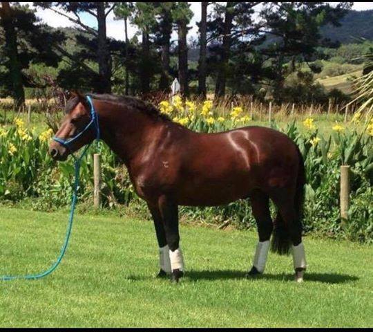 Connemara Pony